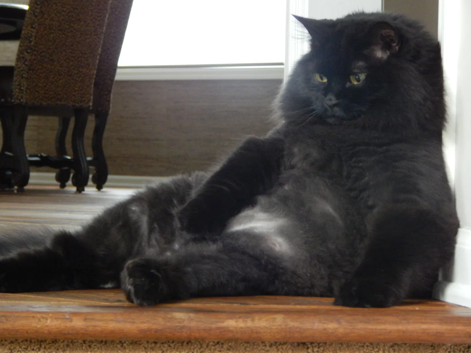 Lost cat in Saint Paul, MN, 55129