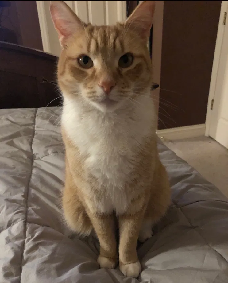 Lost cat in Lititz, PA, 17543