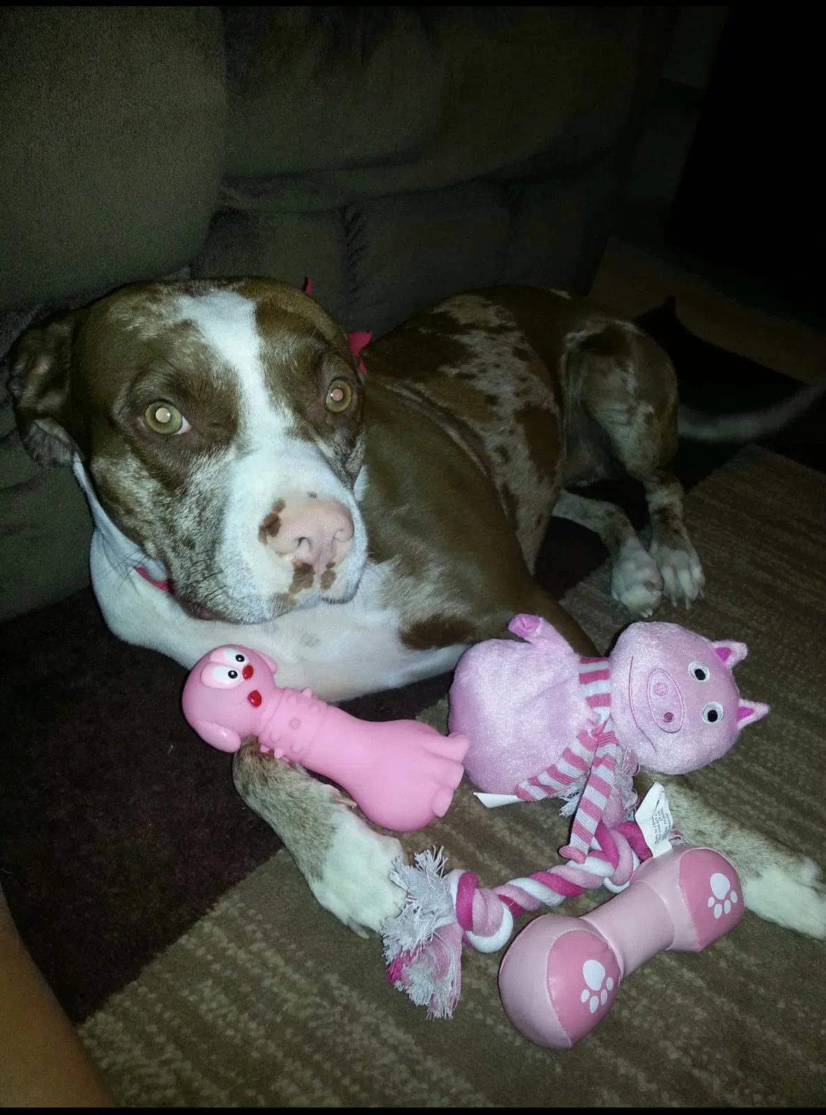 Lost dog in Kenner, LA, 70062