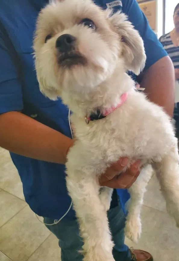 Found dog in Palmetto, FL, 34221