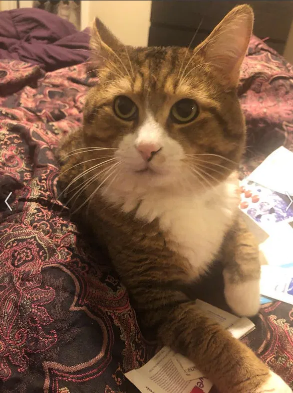 Lost cat in Hurst, TX, 76053