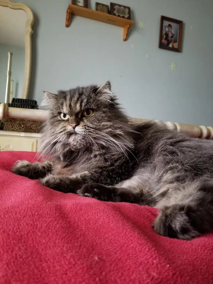Lost cat in Baton Rouge, LA, 70810