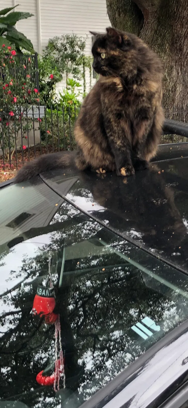 Lost cat in New Orleans, LA, 70117
