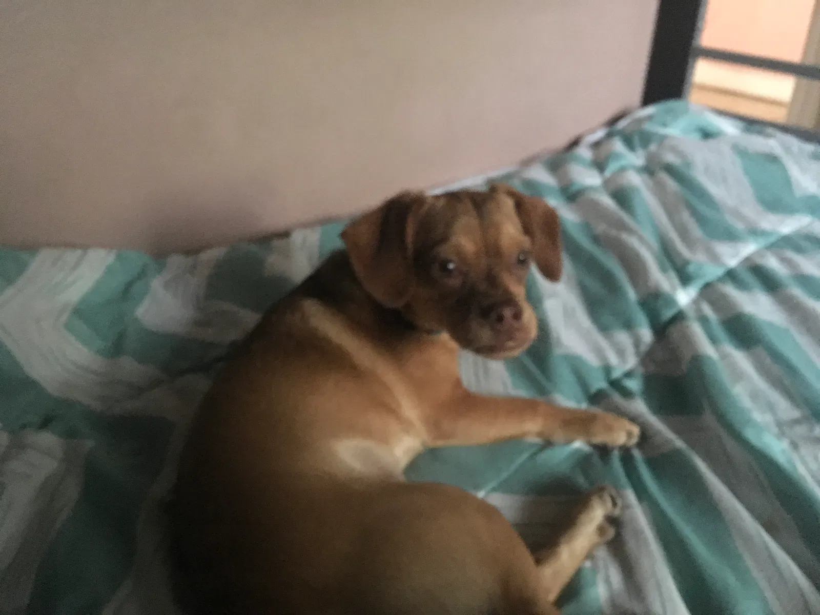 Lost dog in North Las Vegas, NV, 89030