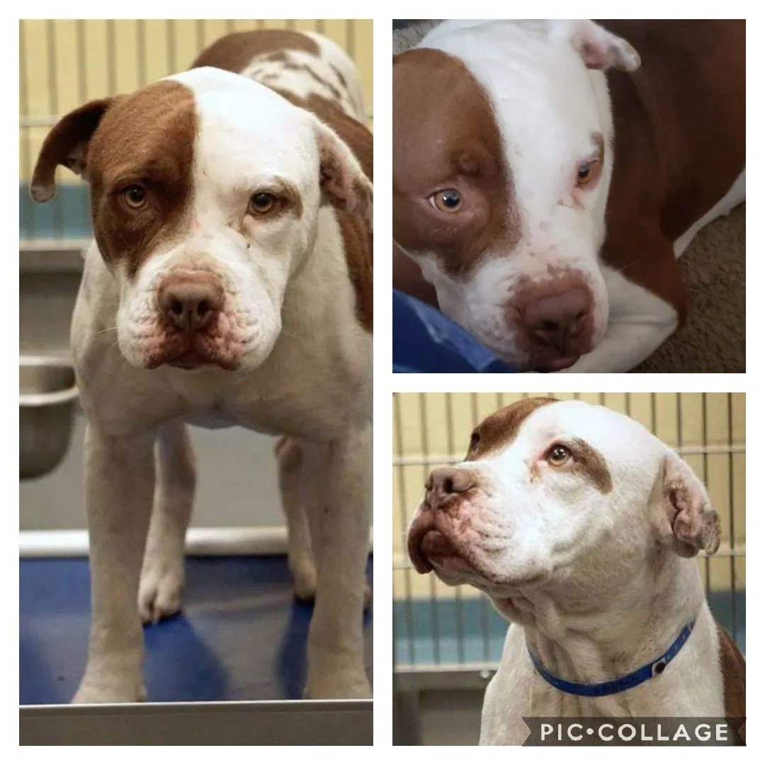Lost dog in Memphis, TN, 38127
