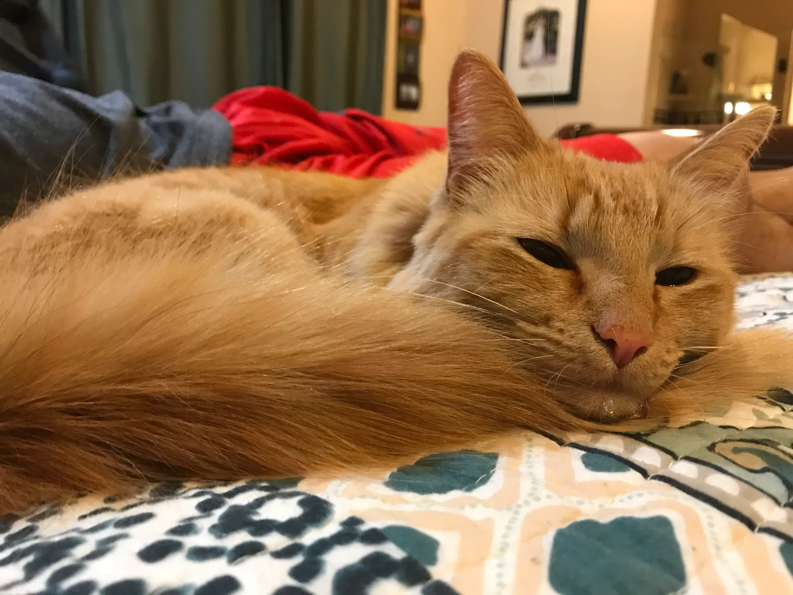 Lost cat in Glendale, AZ, 85308