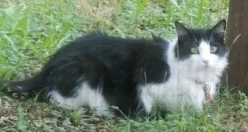 Lost cat in Covington, GA, 30016