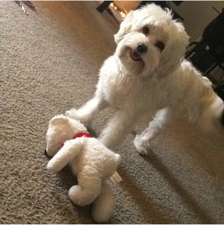 Lost dog in Murrieta, CA, 92563