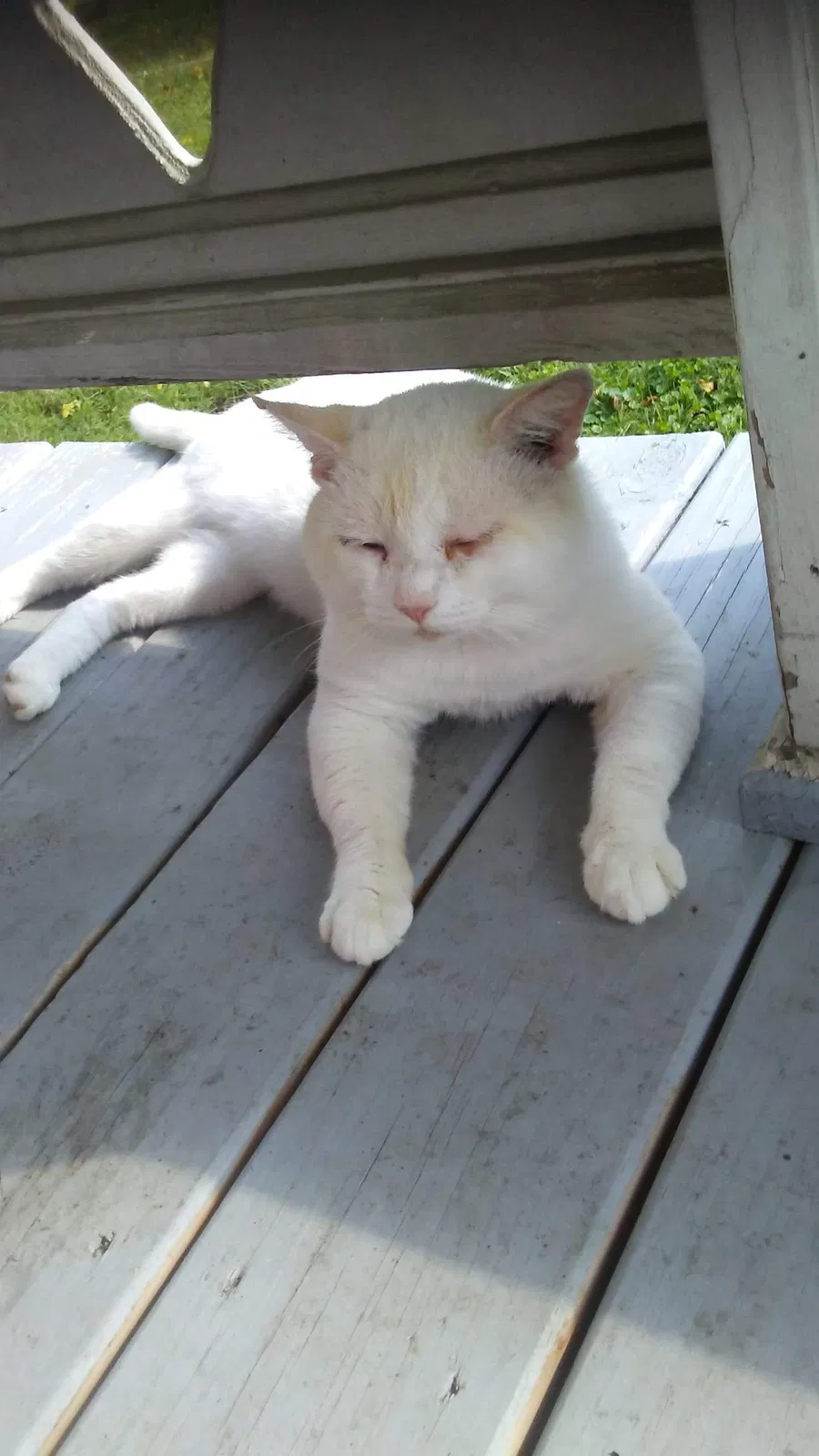 Lost cat in Mount Sterling, KY, 40353