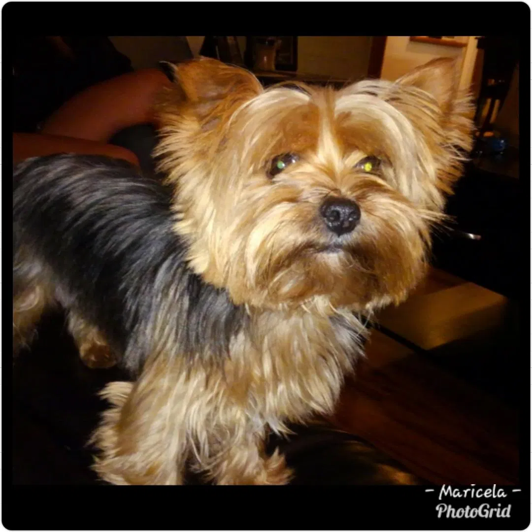 Lost dog in La Verne, CA, 91750