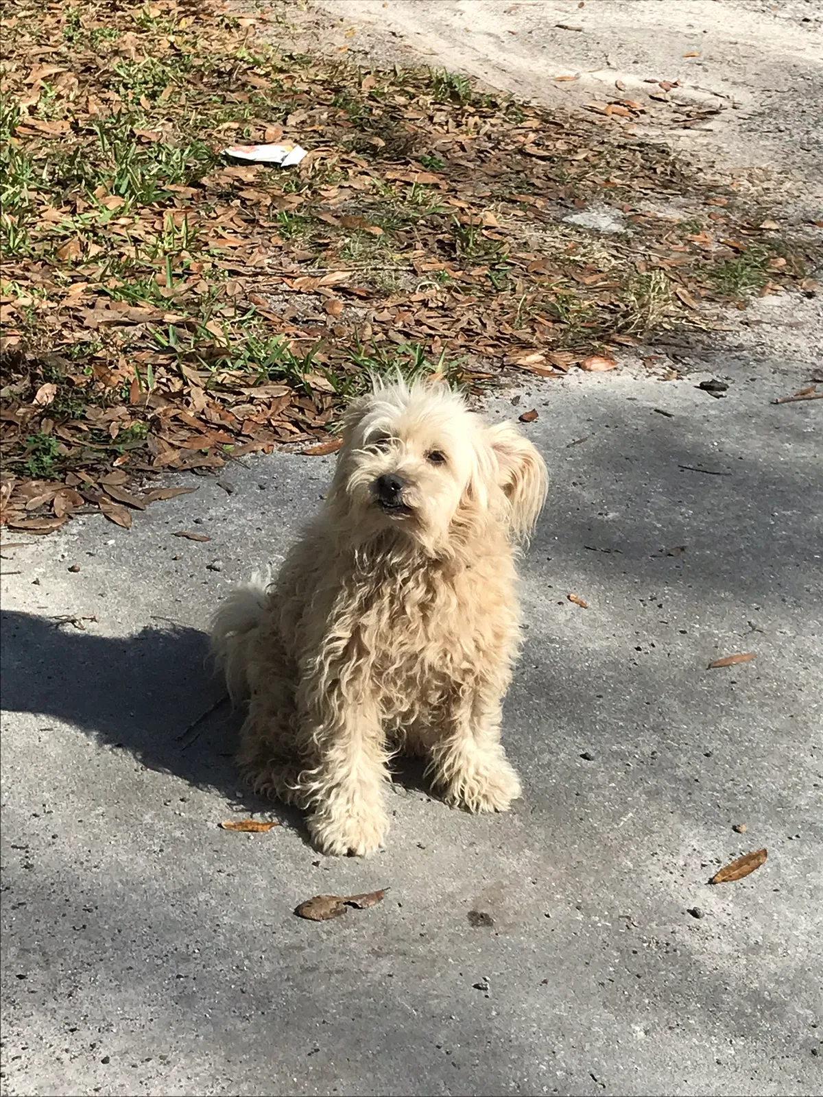 Lost dog in Odessa, FL, 33556