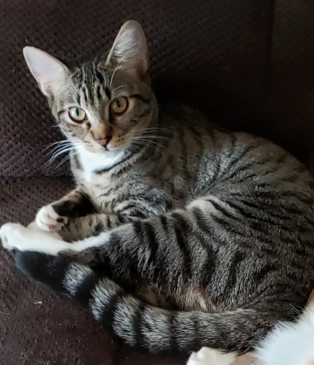 Lost cat in Forney, TX, 75126