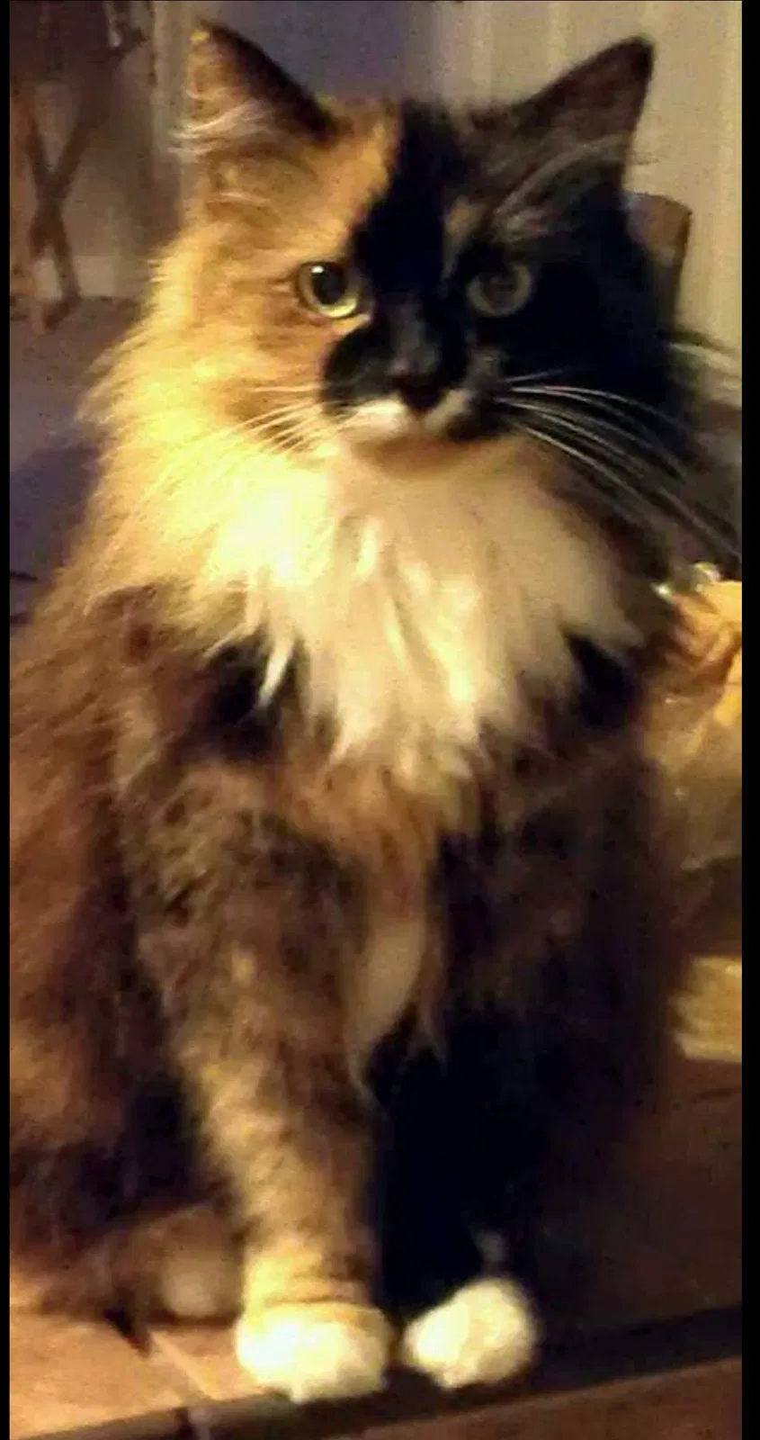 Lost cat in Shady Side, MD, 20764