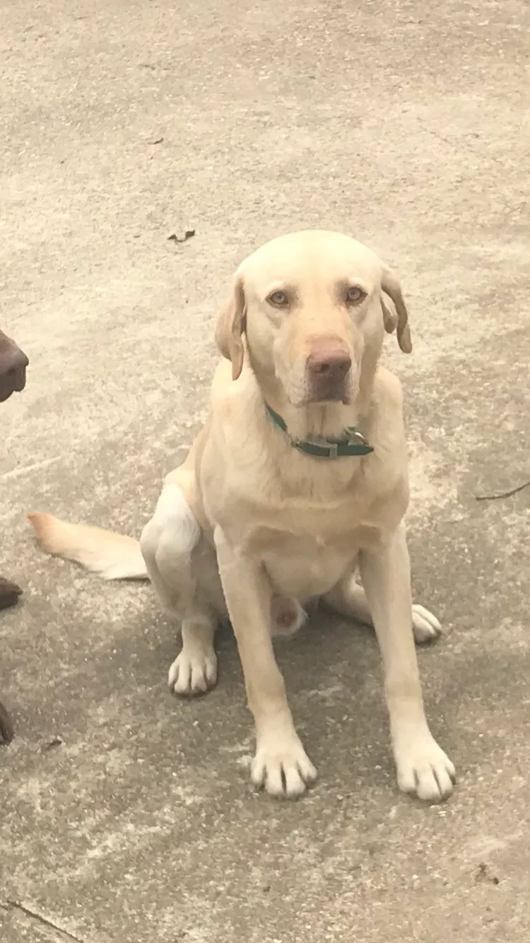 Lost dog in Alvarado, TX, 76009
