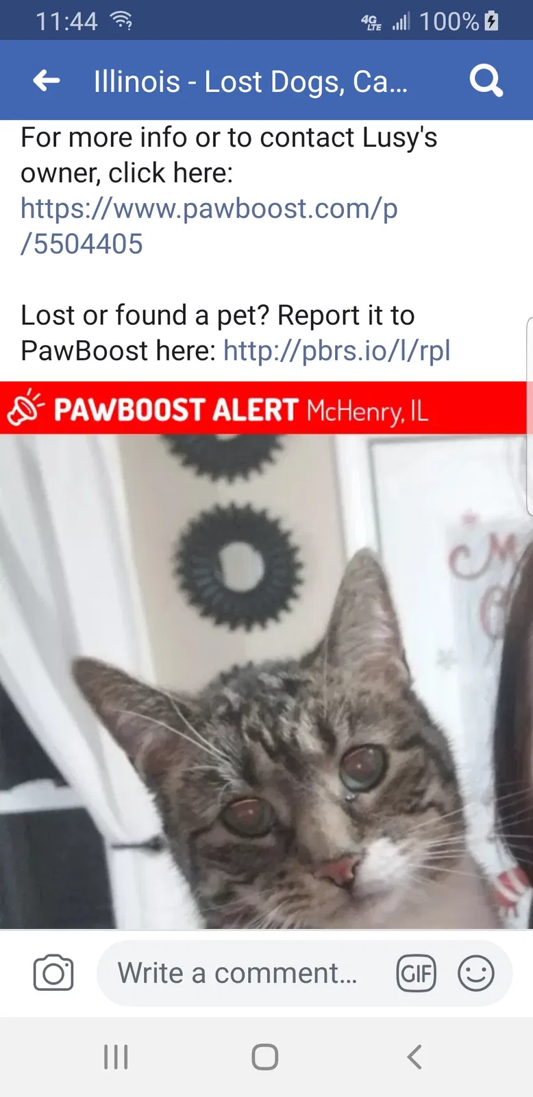 Lost cat in Mchenry, IL, 60050