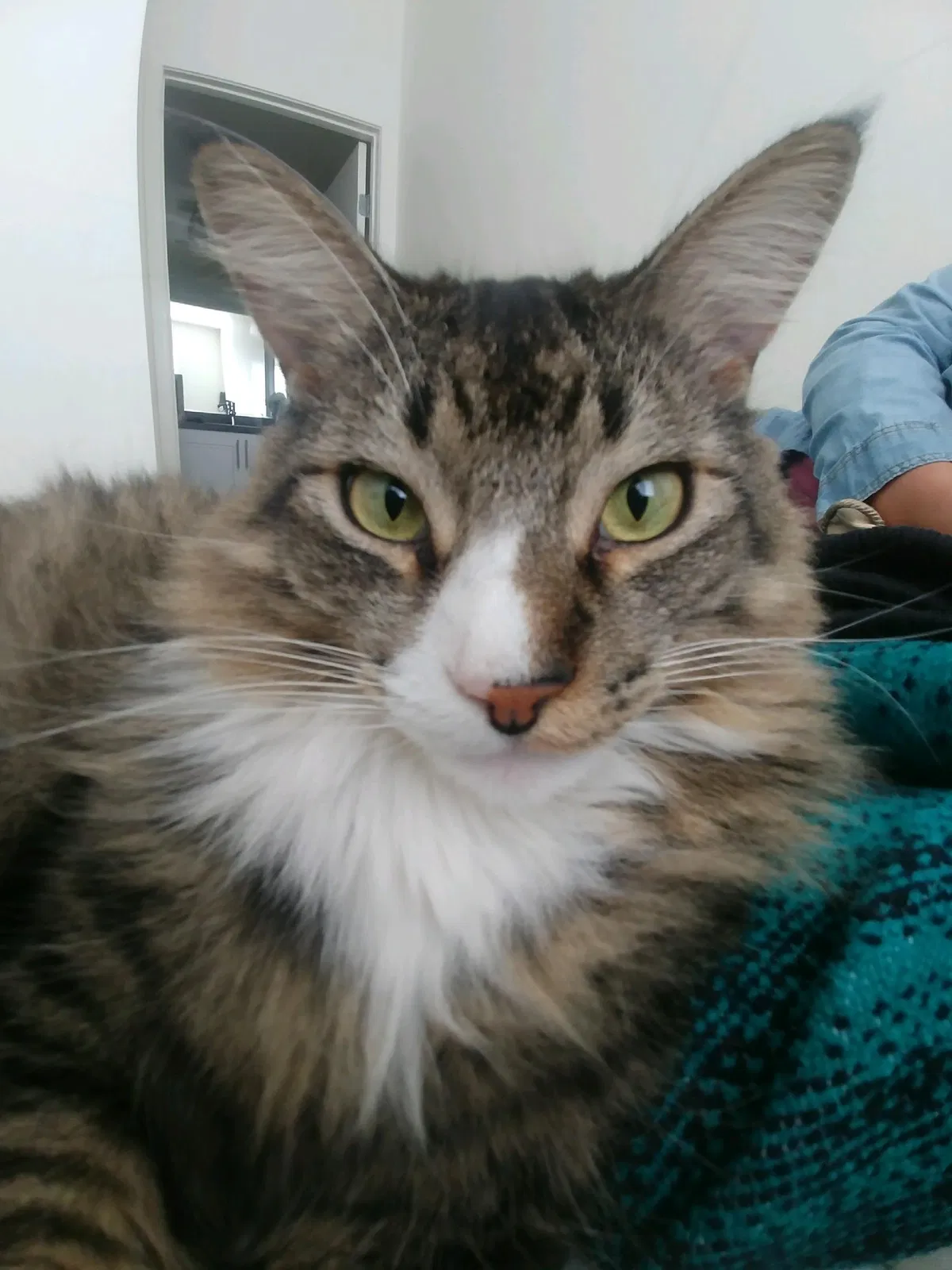 Lost cat in Corona, CA, 92880