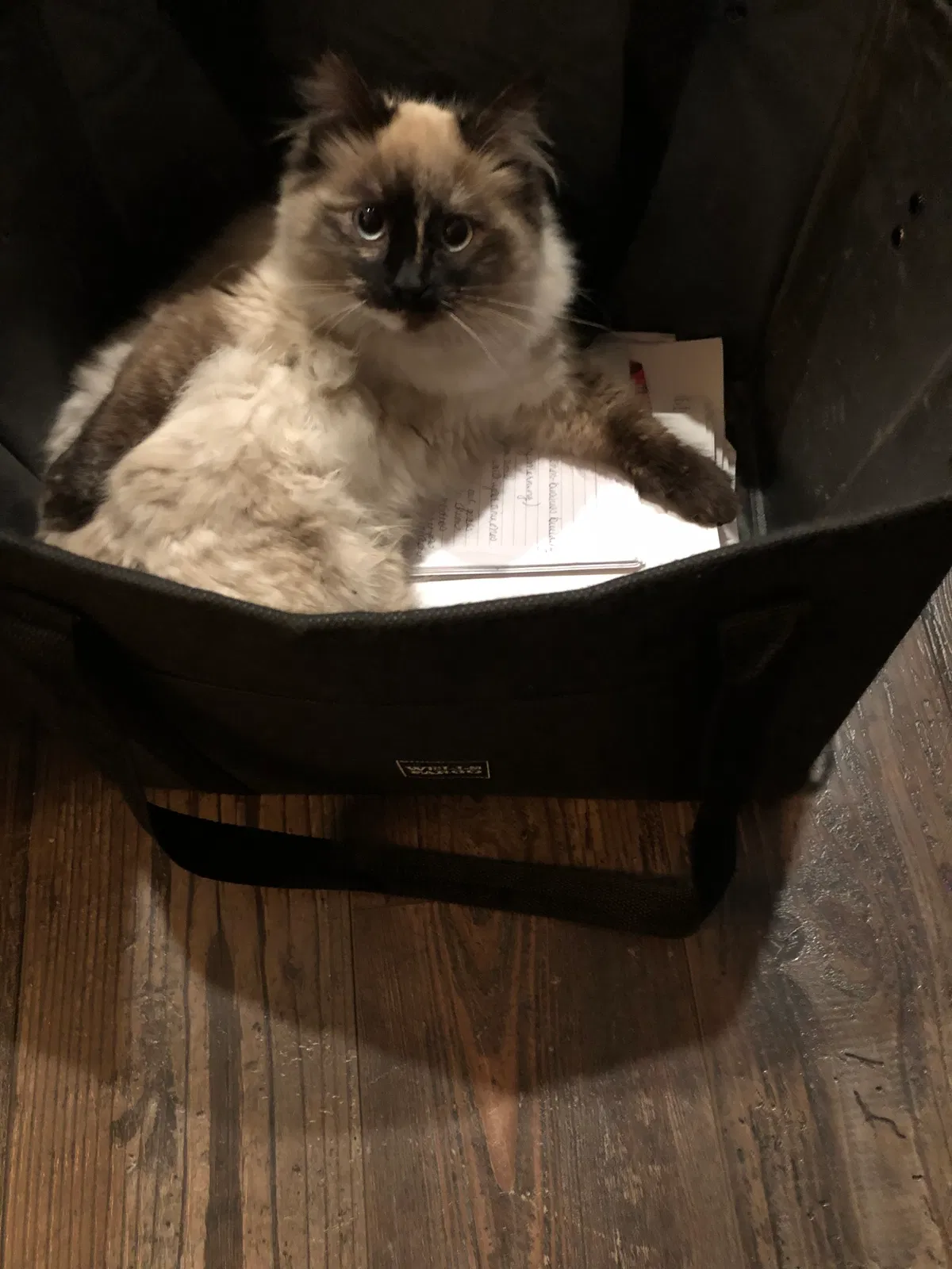 Lost cat in Post Falls, ID, 83854