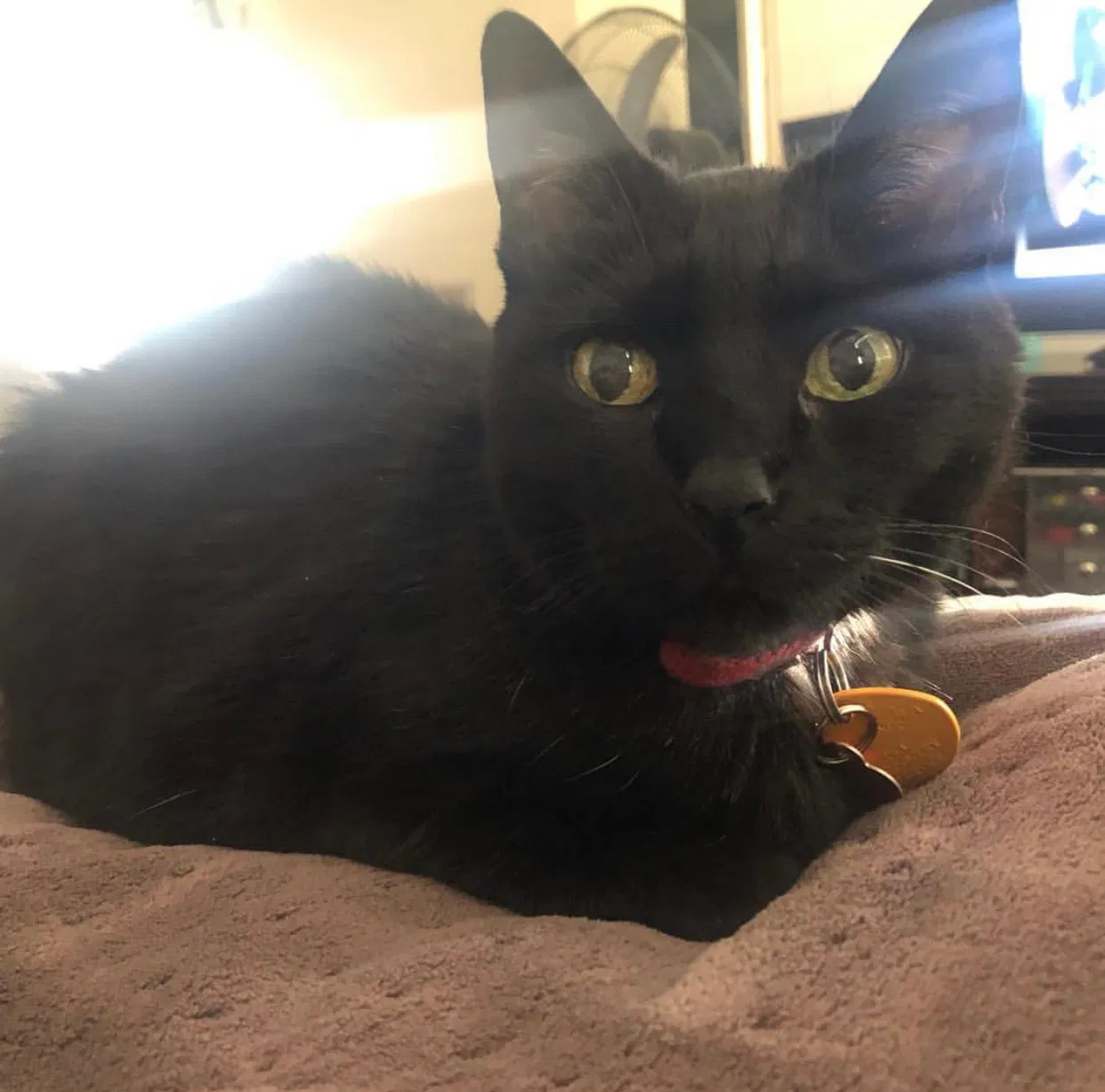 Lost cat in Las Vegas, NV, 89123