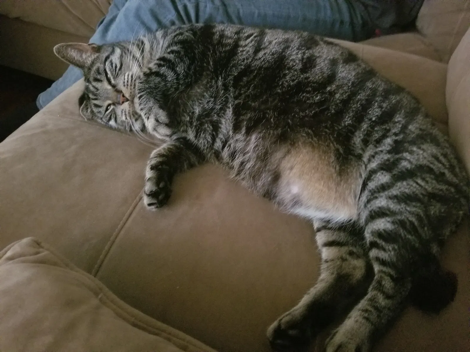 Lost cat in Bowling Green, OH, 43402