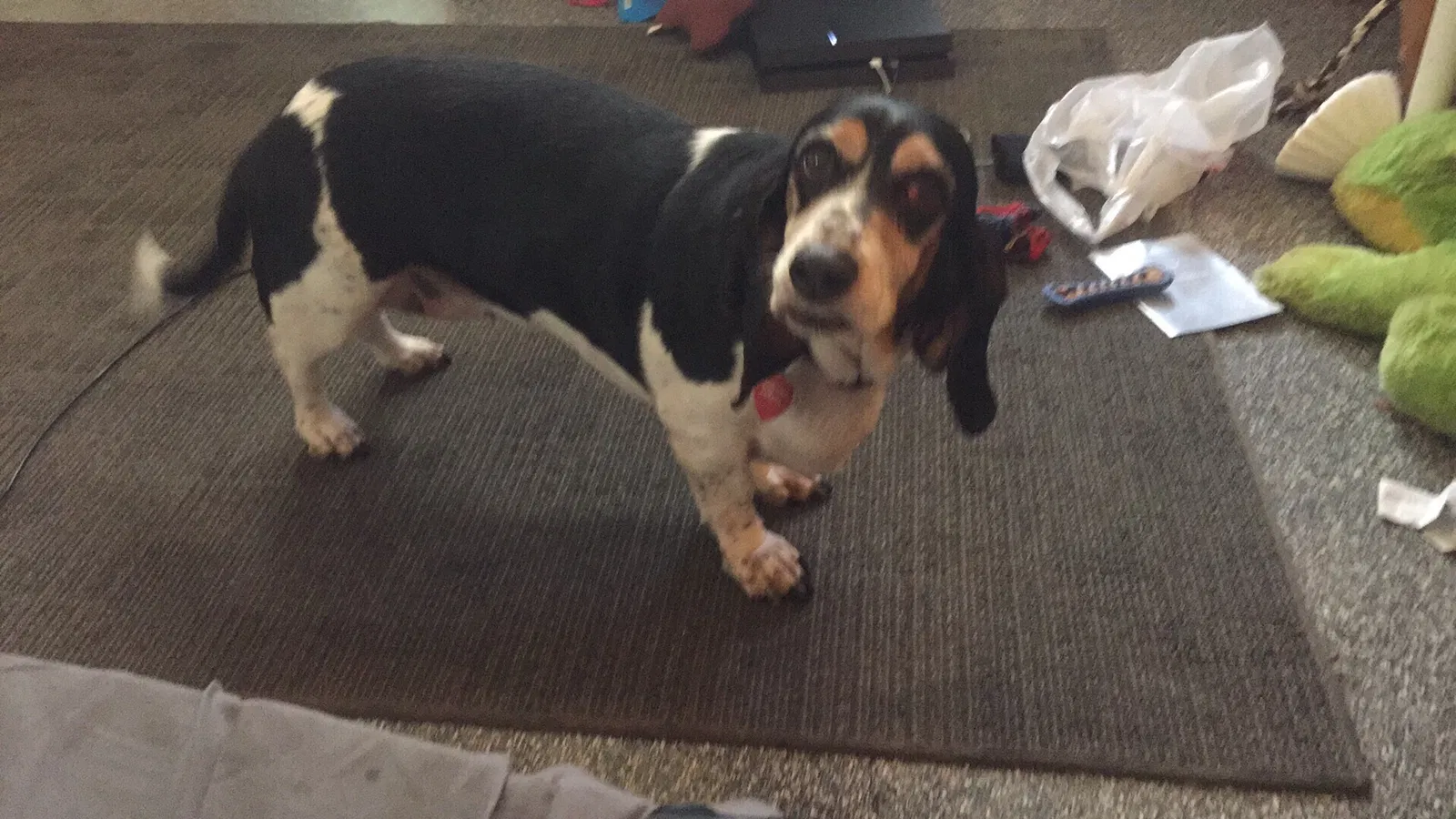 Lost dog in Lafayette, LA, 70501