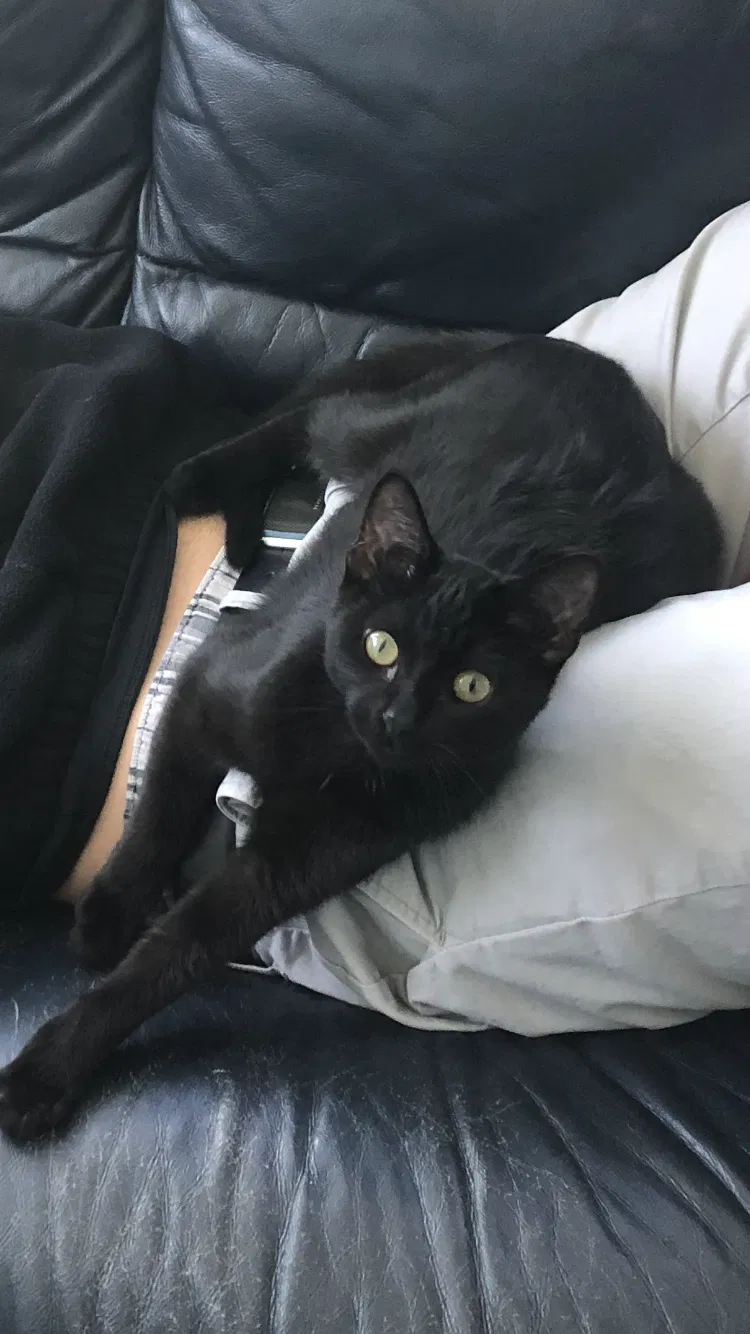 Lost cat in Fort Myers, FL, 33967