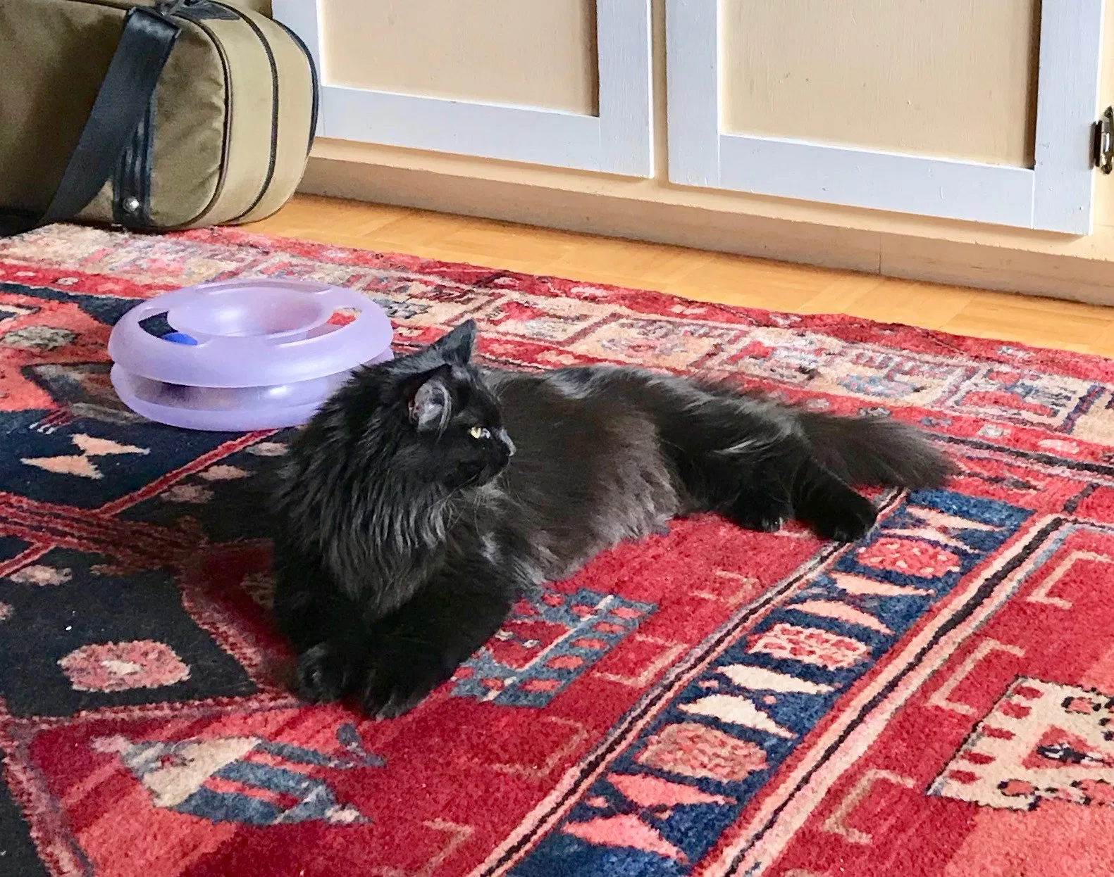 Lost cat in Pinnacle, NC, 27043