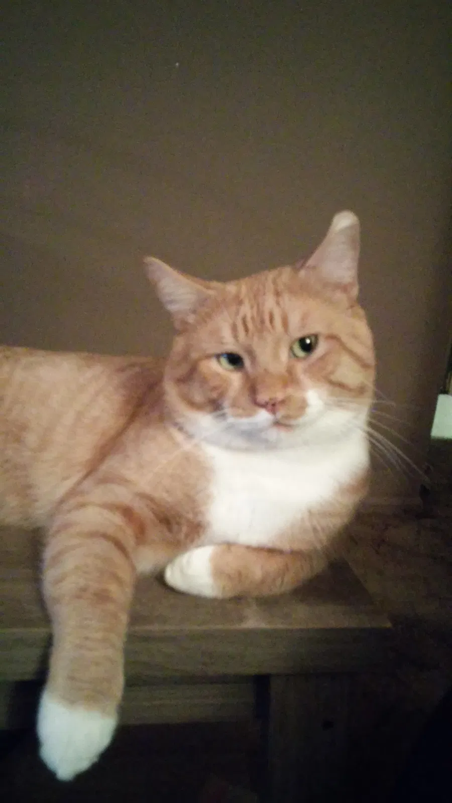 Lost cat in Olympia, WA, 98502