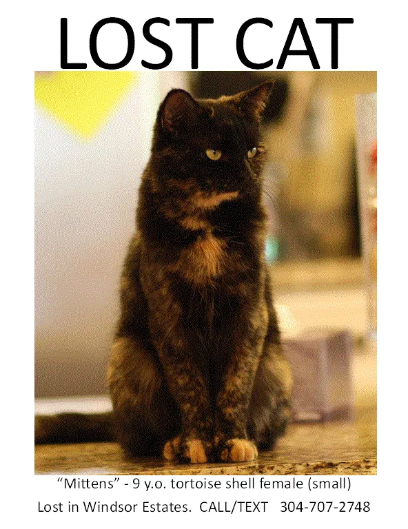 Lost cat in Moatsville, WV, 26405