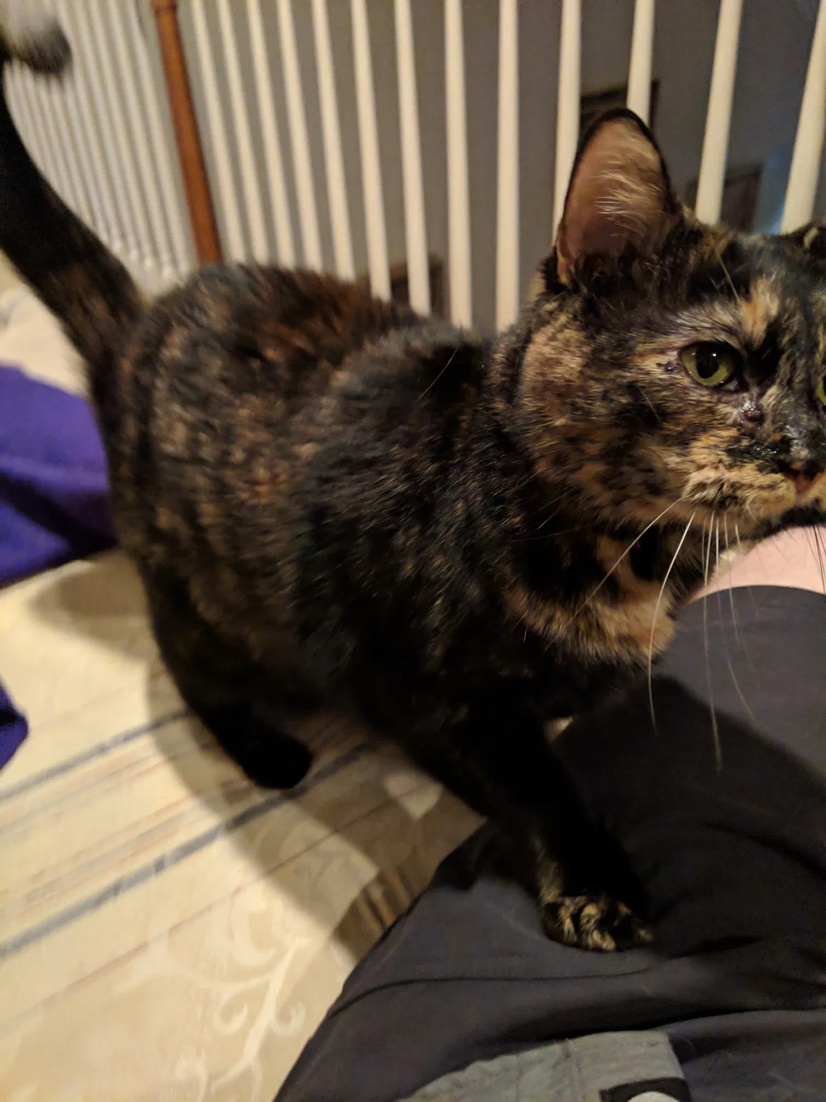Lost cat in Rock Hill, SC, 29732