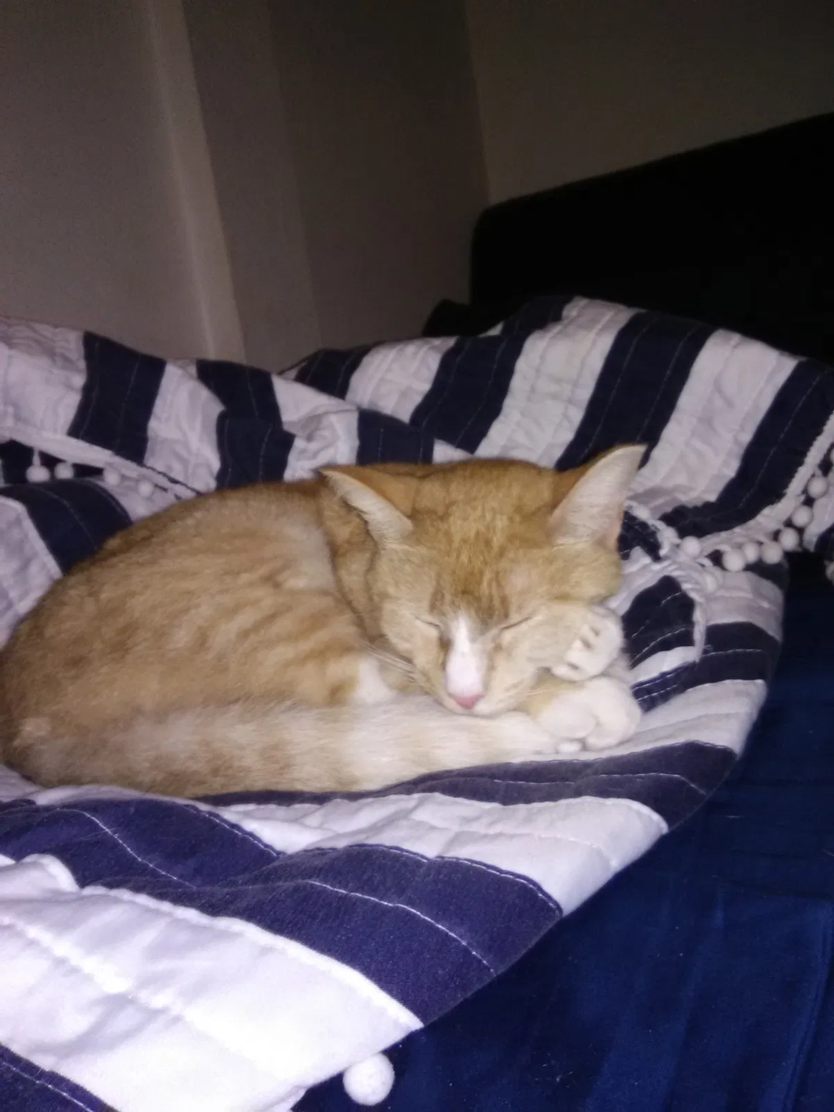 Lost cat in Port Orchard, WA, 98366