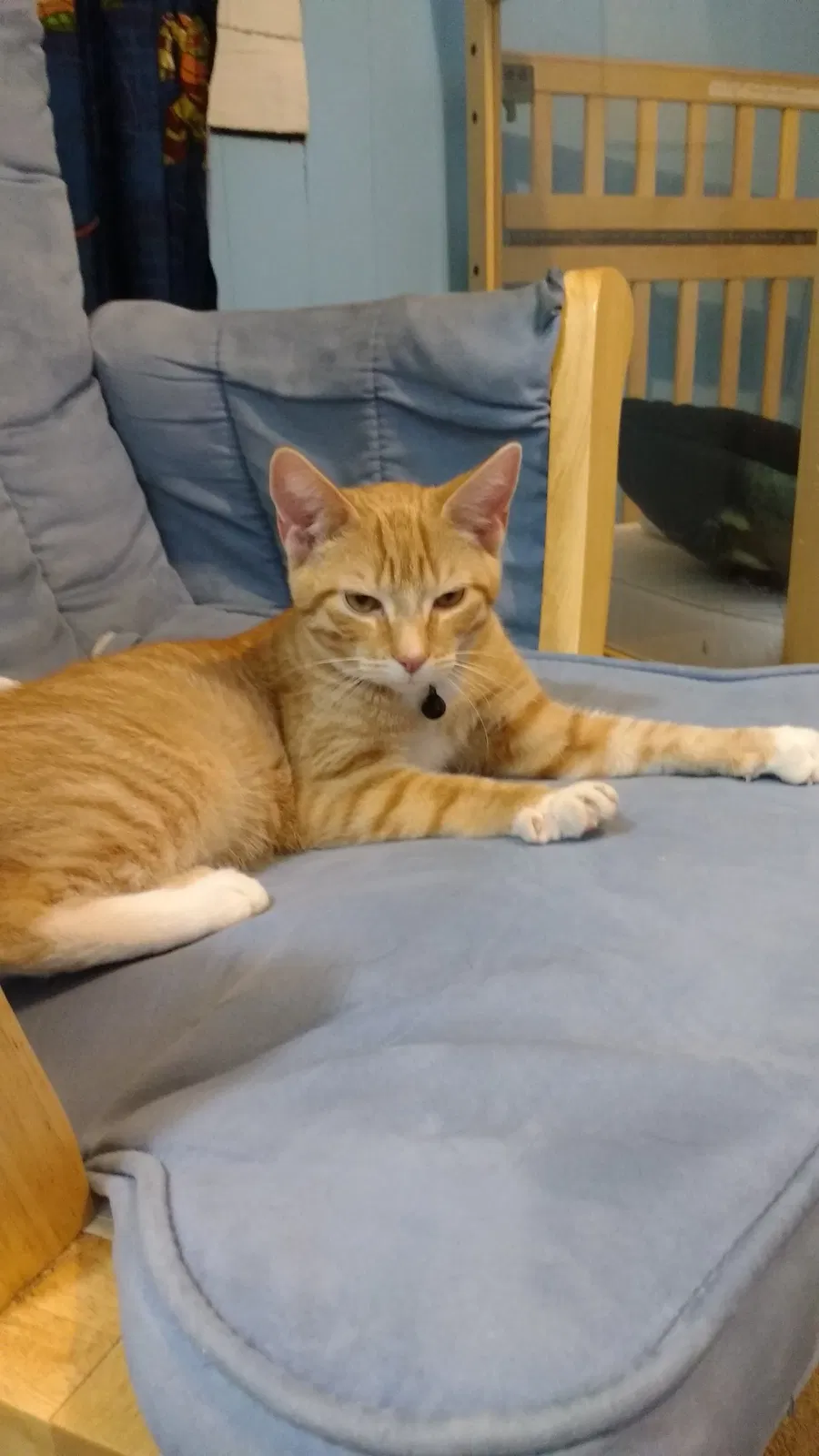 Lost cat in Franklin, PA, 16323