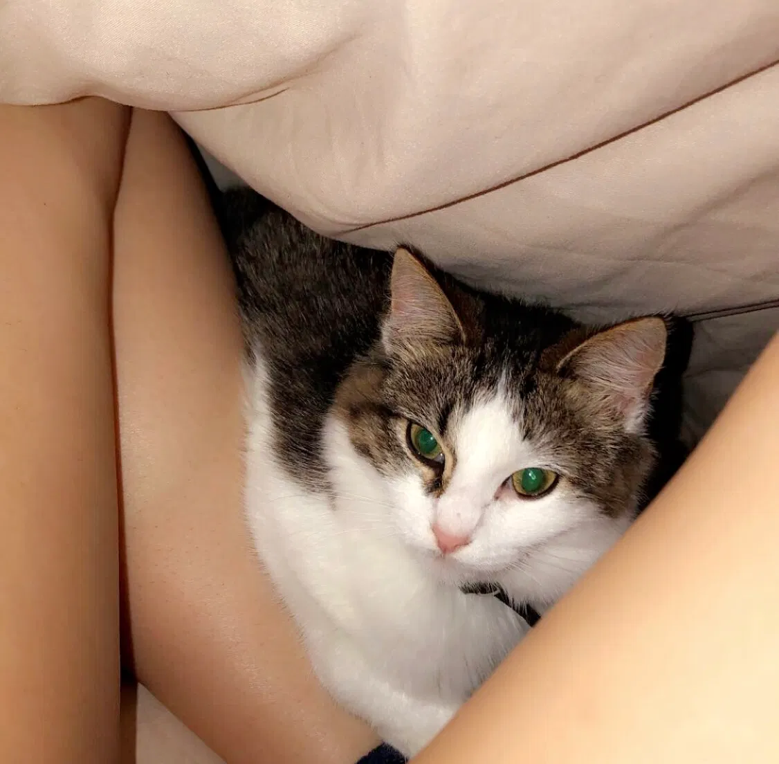 Lost cat in Huntsville, AL, 35811