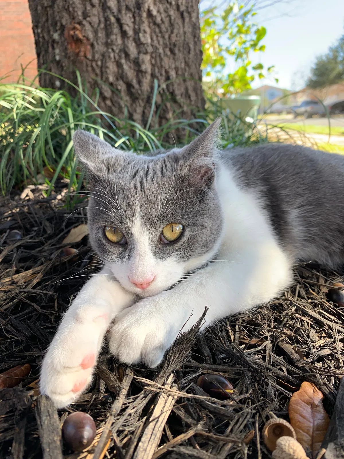 Lost cat in Austin, TX, 78747