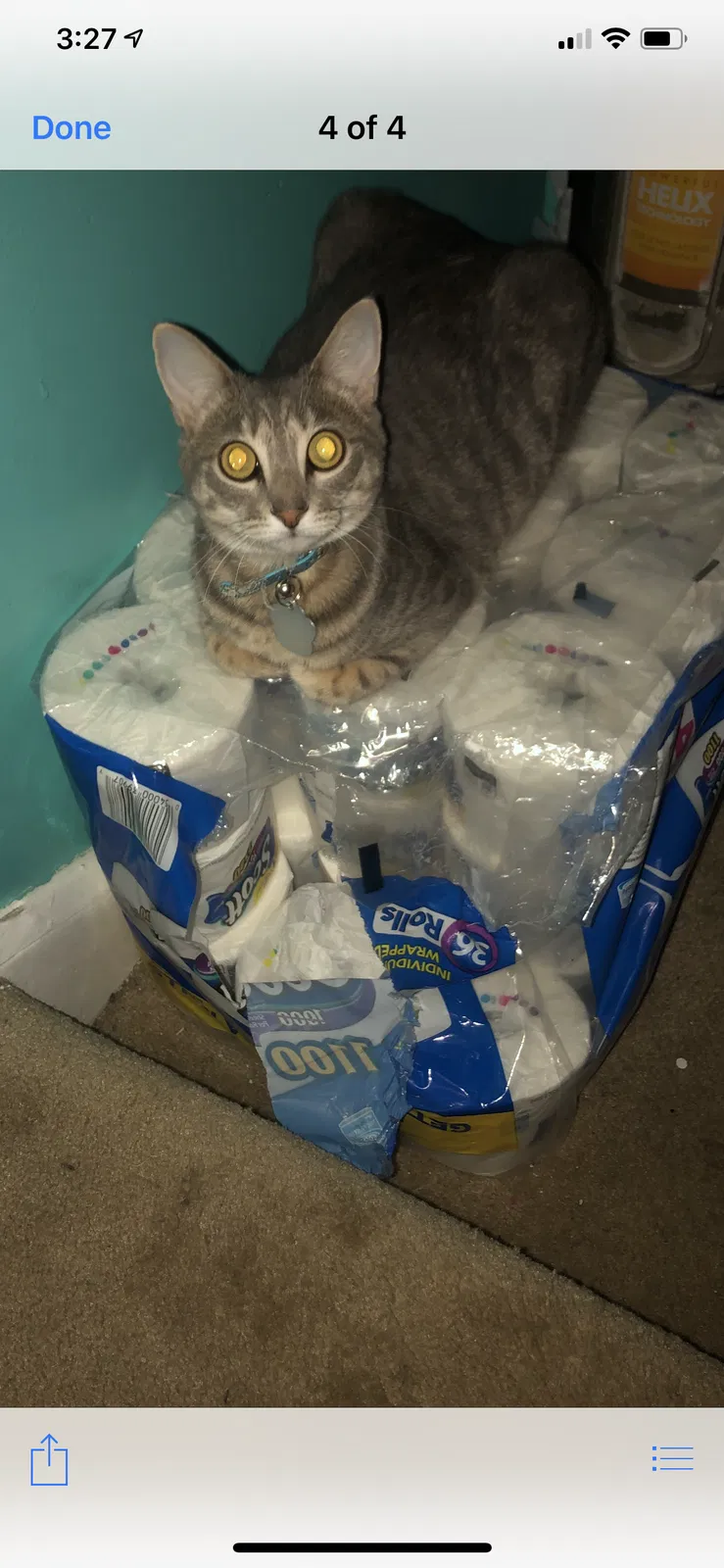 Lost cat in Baltimore, MD, 21239