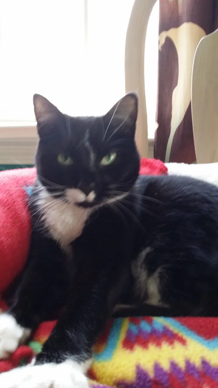 Lost cat in Macon, GA, 31210