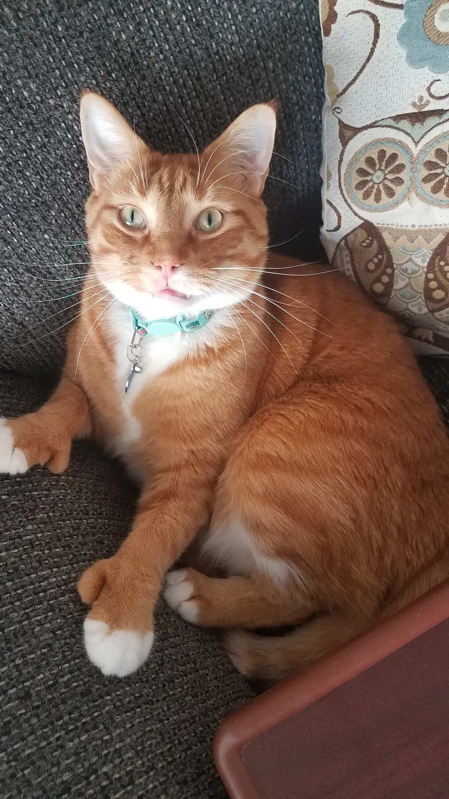 Lost cat in Grandville, MI, 49418