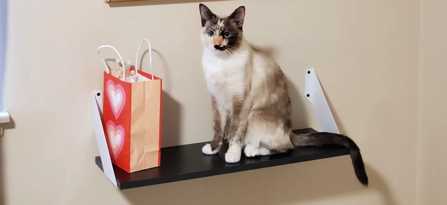 Lost cat in Canoga Park, CA, 91304