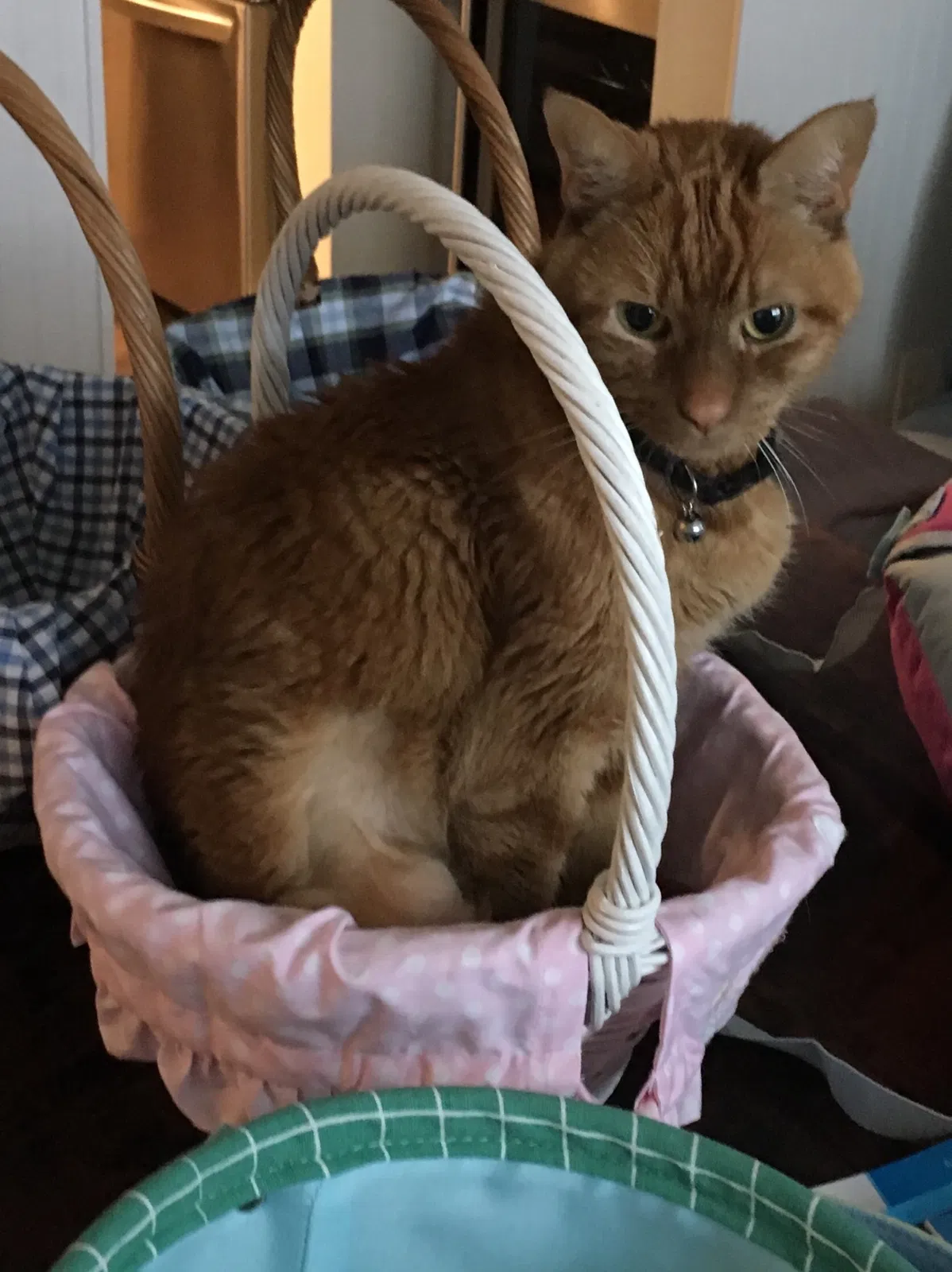 Lost cat in Apex, NC, 27502