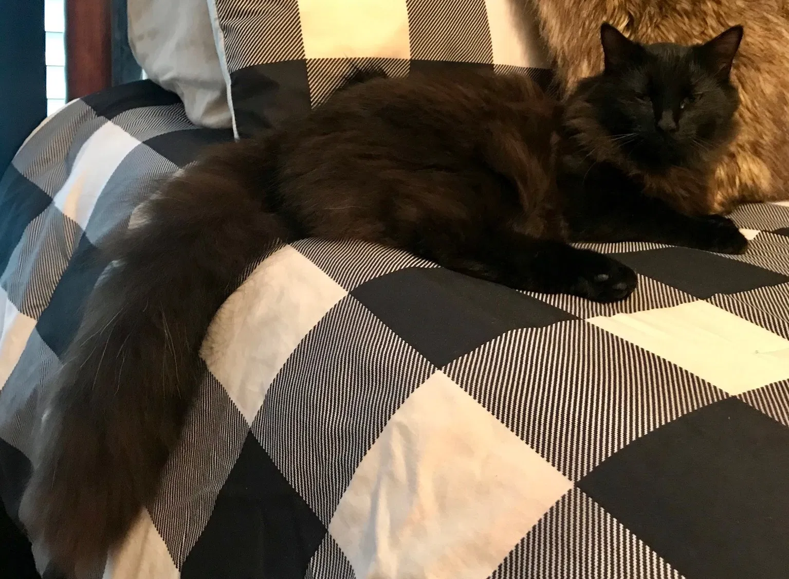 Lost cat in Bessemer, AL, 35023