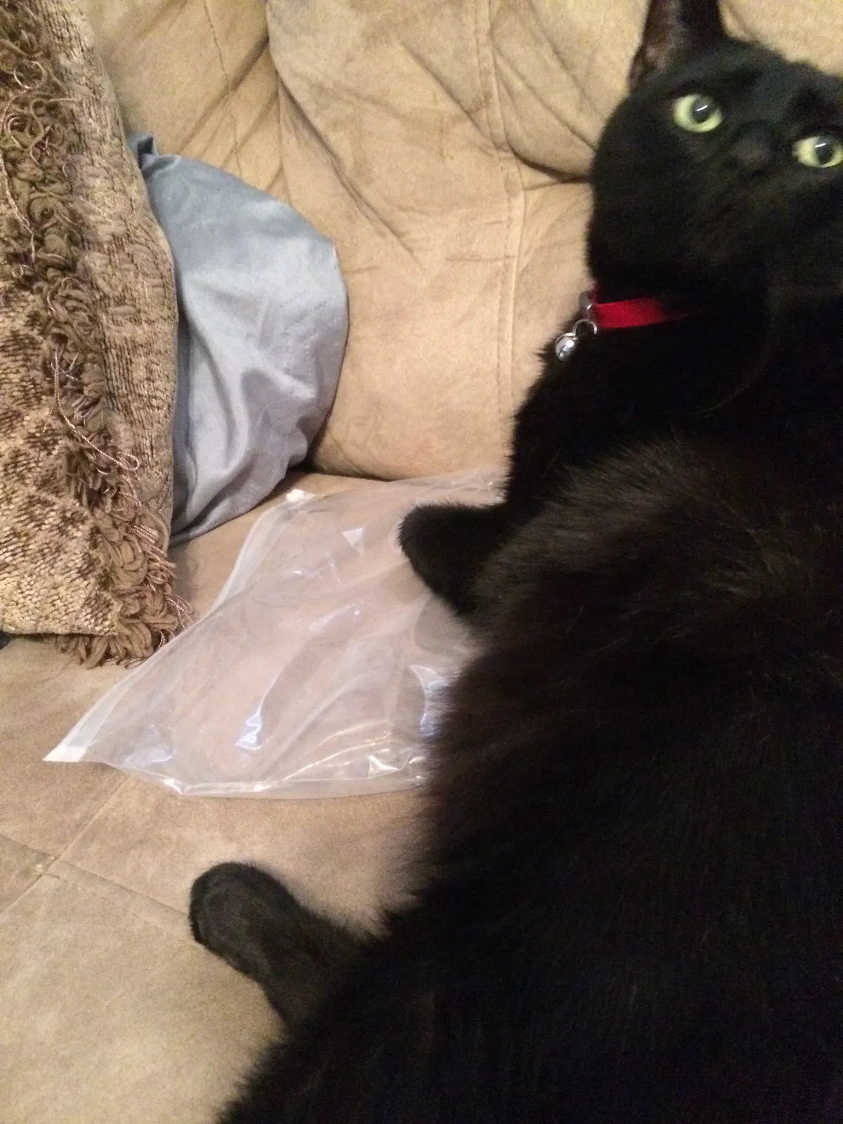 Lost cat in Raeford, NC, 28376