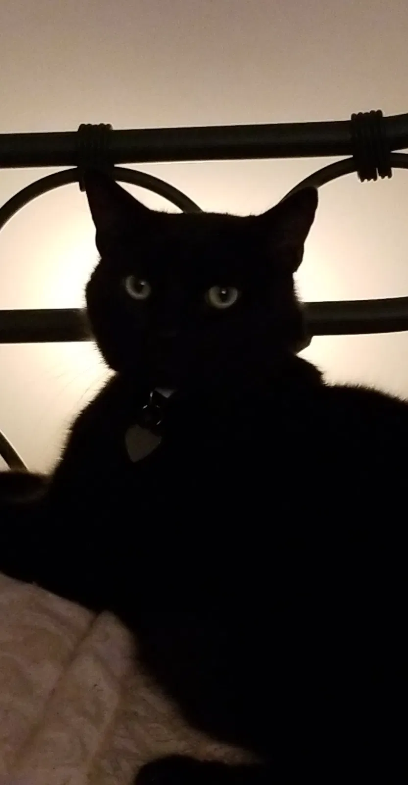Lost cat in Amarillo, TX, 79101
