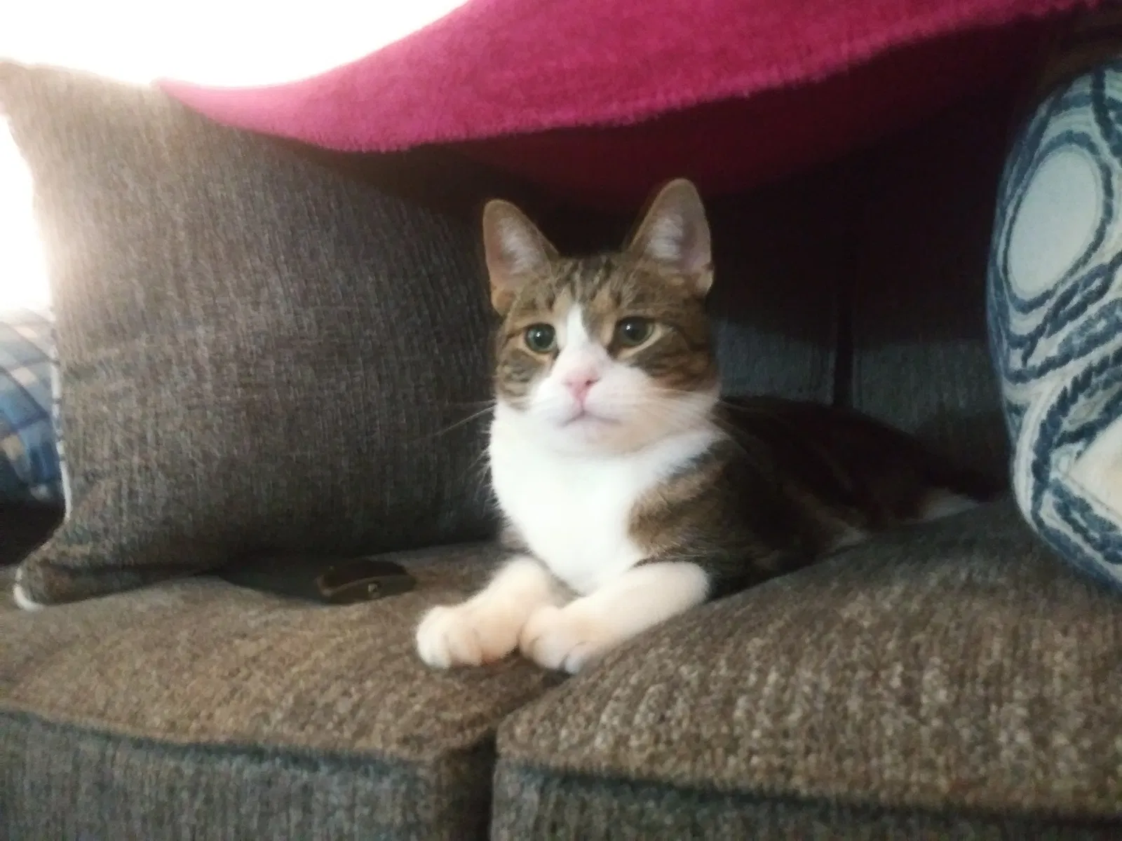 Lost cat in Clio, MI, 48420