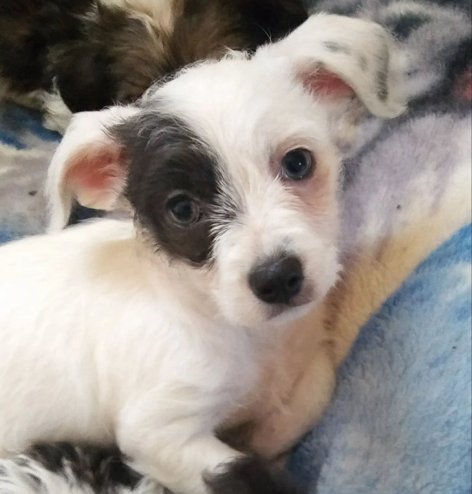 Lost dog in Rio Linda, CA, 95673