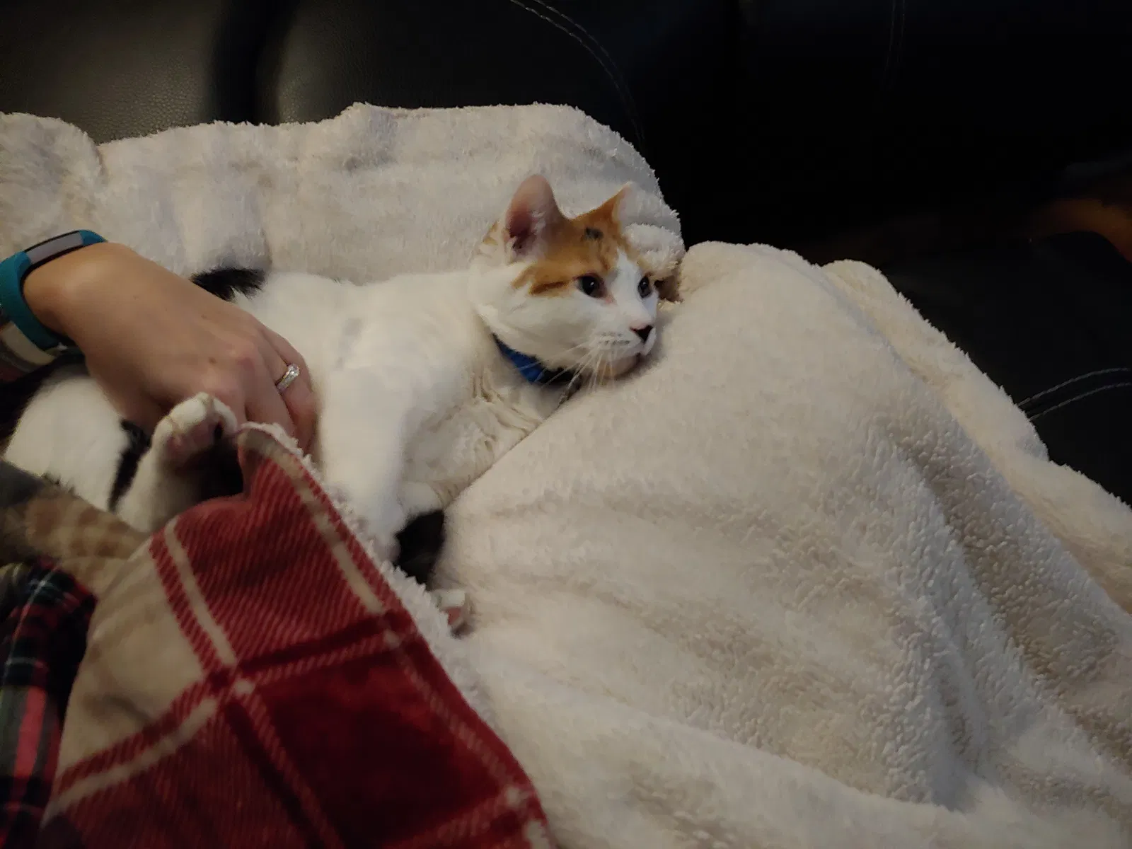 Lost cat in Plainfield, IL, 60544