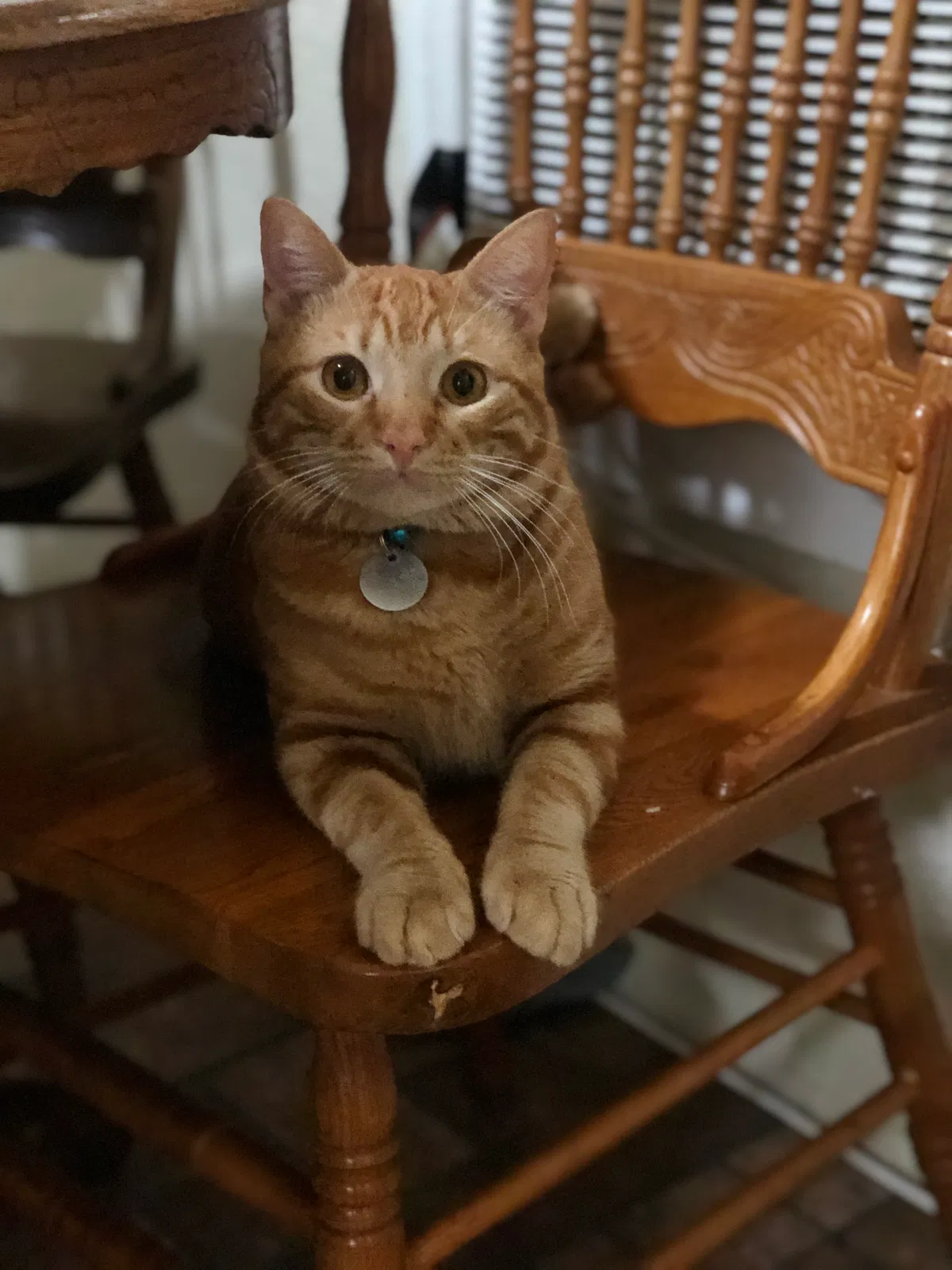 Lost cat in San Bernardino, CA, 92404