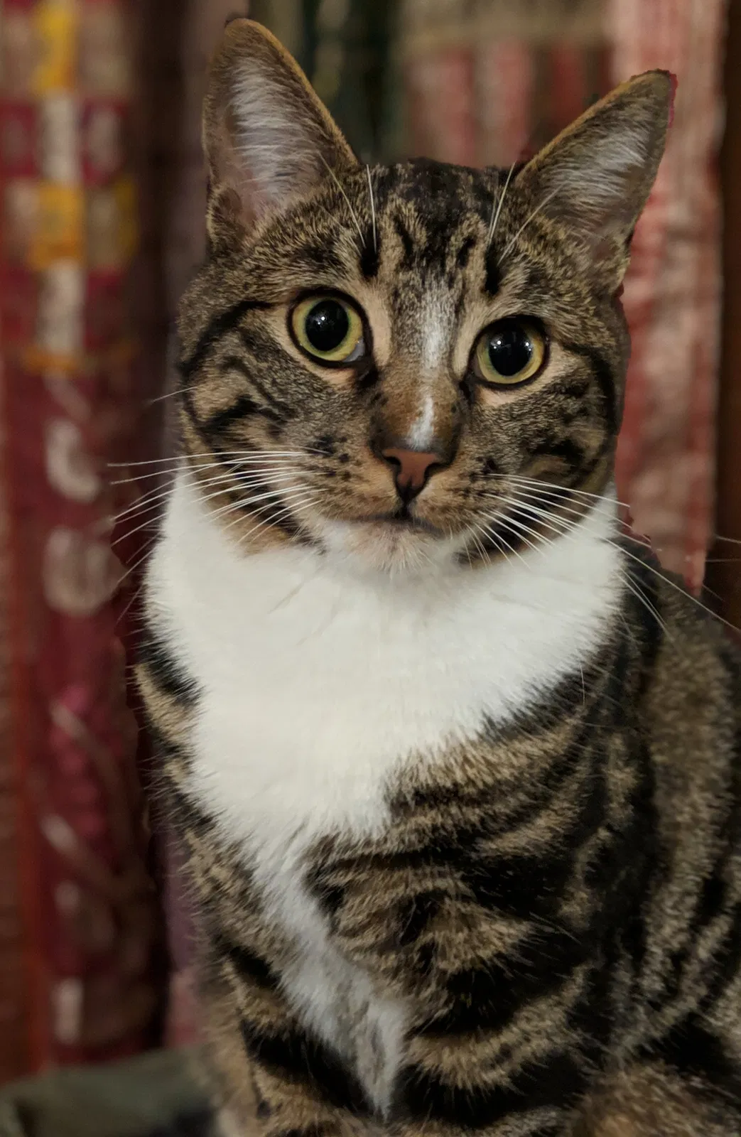 Lost cat in Felton, CA, 95018
