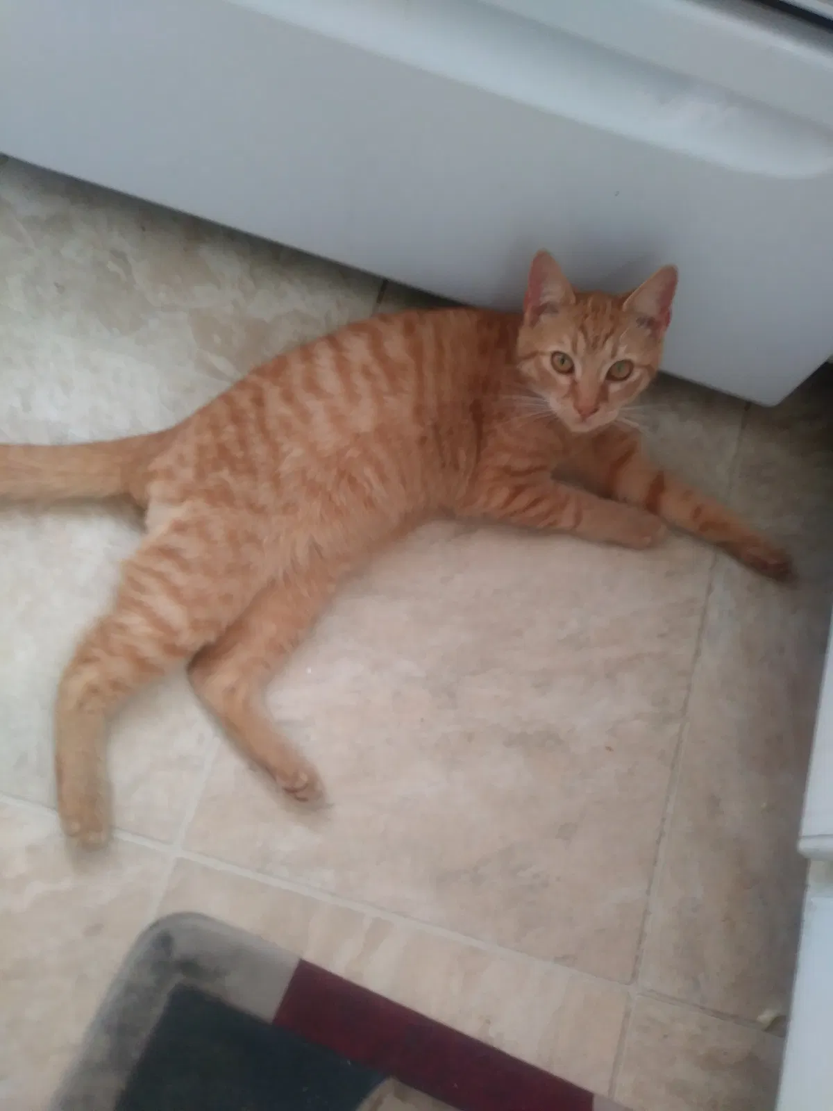 Lost cat in Columbia, SC, 29210