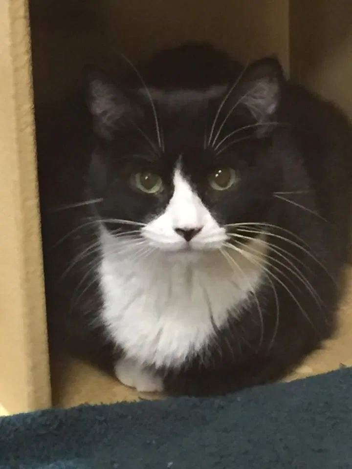 Lost cat in Manchester, NH, 3104