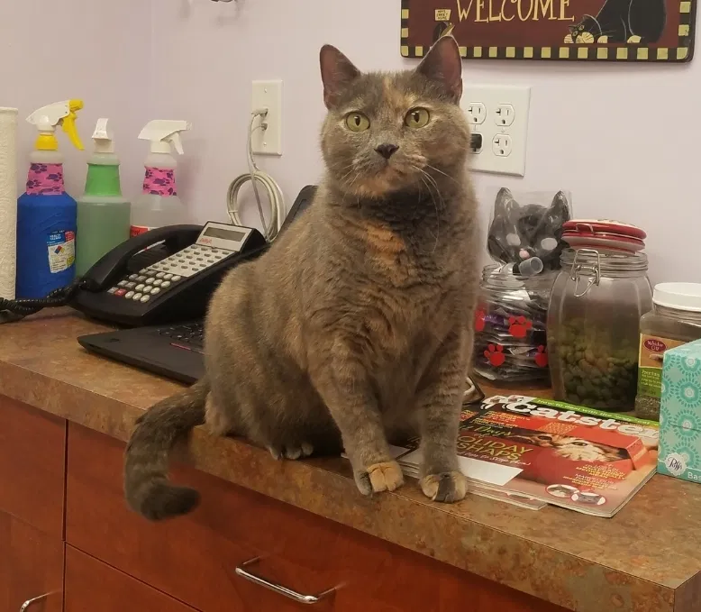 Lost cat in Manchester, CT, 6040