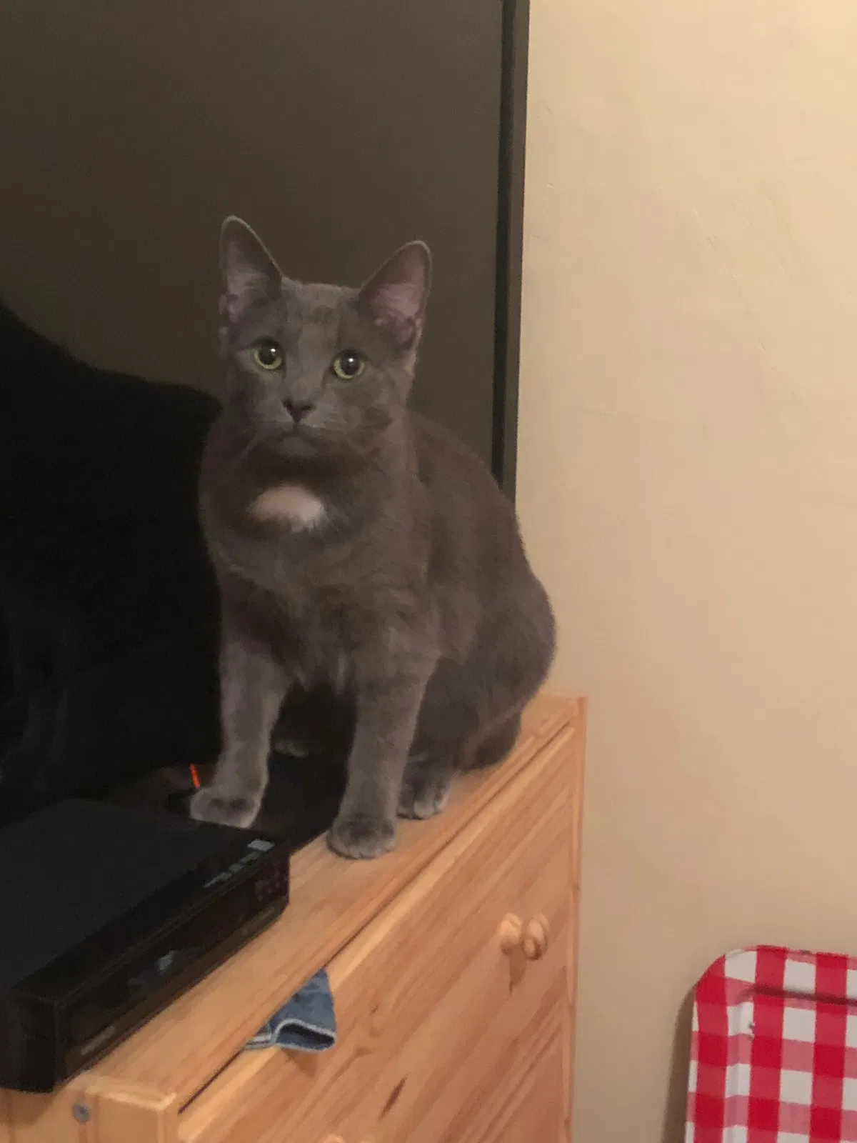 Lost cat in Loveland, OH, 45140